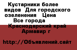 Кустарники более 100 видов. Для городского озеленения › Цена ­ 70 - Все города  »    . Краснодарский край,Армавир г.